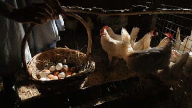 peternak ayam petelur biasanya menggunakan kandang dengan sistem