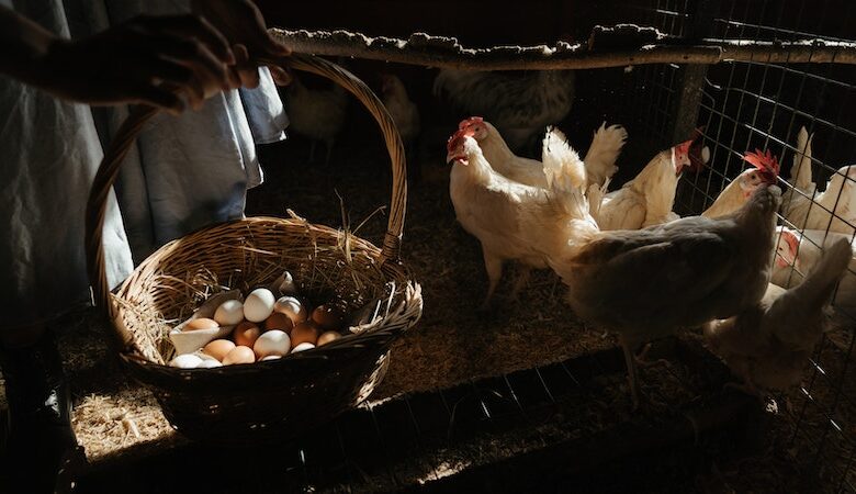 peternak ayam petelur biasanya menggunakan kandang dengan sistem